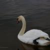 Грустный лебедь греет свою лапку под крылышком ранним утром на озере :: Анатолий Клепешнёв