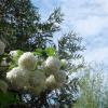 Начало лета радует цветеньем красавицы калины Бульденеж. :: Люба 