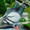 Парочка голубей на подоконнике :: Aida10 