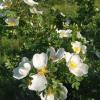 Белые розы... :: Андрей Хлопонин