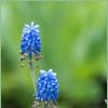 синие цветы :: Роман Шаров