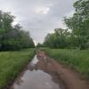 После июньского дождя... :: Андрей Хлопонин
