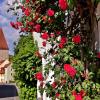 Амберг  ,на старинных улочках  цветут  розы  ! :: backareva.irina Бакарева