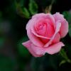 Розовые розы... :: Referee (Дмитрий)