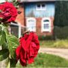 Гвардейские розы. :: Валерия Комова