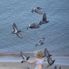 Гоняя голубей на пляже :: Александр Степовой 
