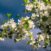 Яблоня ягодная цветет на севере :: Николай Зиновьев