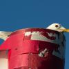 Black-headed gull | 6 :: Sergey Sonvar