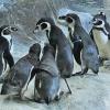 Пингвины :: <<< Наташа >>>