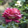 Роза ботаничческого сада,Симферополь :: Валентин Семчишин