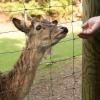 Wildpark (Rhön) :: Олег Зак