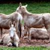 Ах, осень, чудная пора... С деревьев падает листва :: "The Natural World" Александер