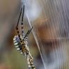 Паук.ARGIOPE TRIFASCIATA. :: Александр Григорьев