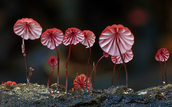 Стив Эксфорд. Разные виды грибов в одинаково красивых снимках