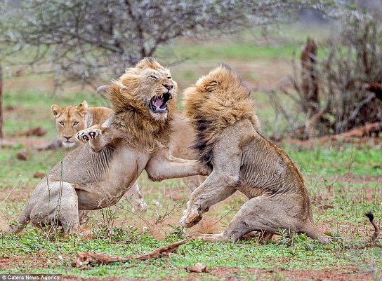 Дикая природа. Жесткий бой двух львов - так нужно сражаться за самку