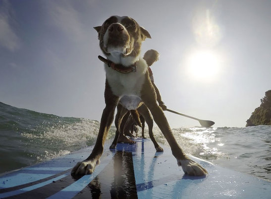 Собачий серфинг по-австралийски: домашние питомцы покоряют волну
