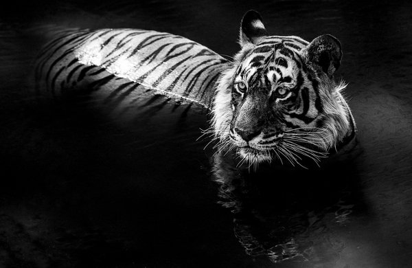 Фотограф David Yarrow