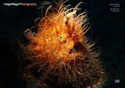 Underwater Photography (May-June 2016)