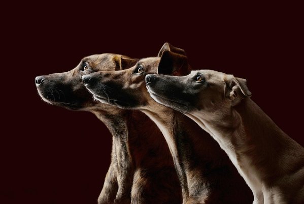 Elke Vogelsang