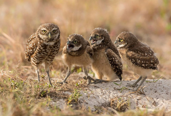 Comedy Wildlife Photography