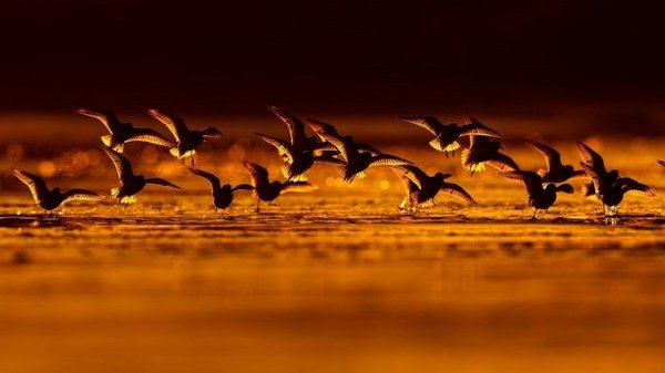 Bird Photographer of the Year