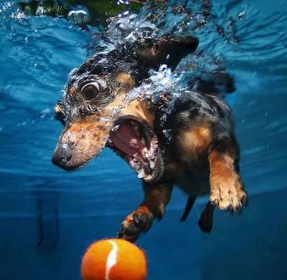 Фотопроект "Собаки под водой"