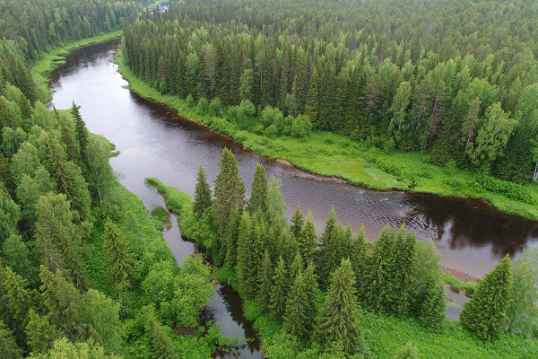 Двинско-Пинежское междуречье: Как исчезают первозданные леса.