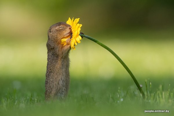 Фотография: суслик нюхает цветок