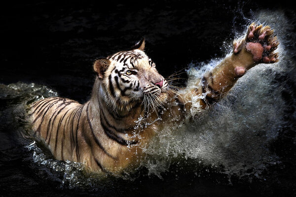 Потрясающие фотографии тигров