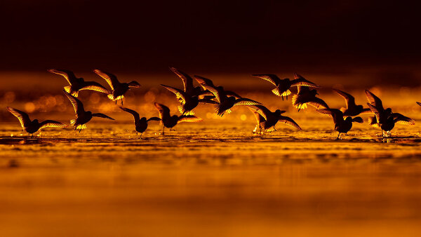 Лучшие фотографии птиц с конкурса Bird Photographer of the Year