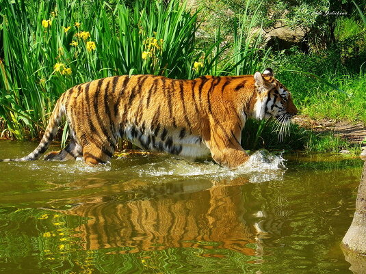 Купание тигра