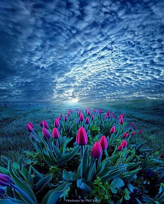 Phil Koch