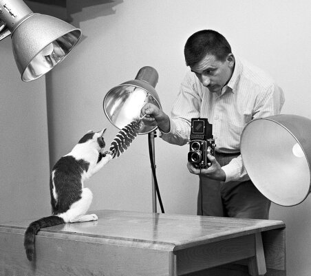 Уолтер Чандоха и его 90 тысяч фотографий котов
