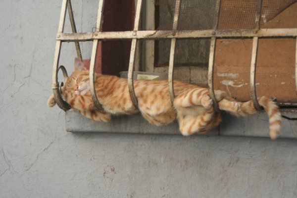 Спящие кошки