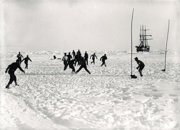 обитатели антарктиды фото