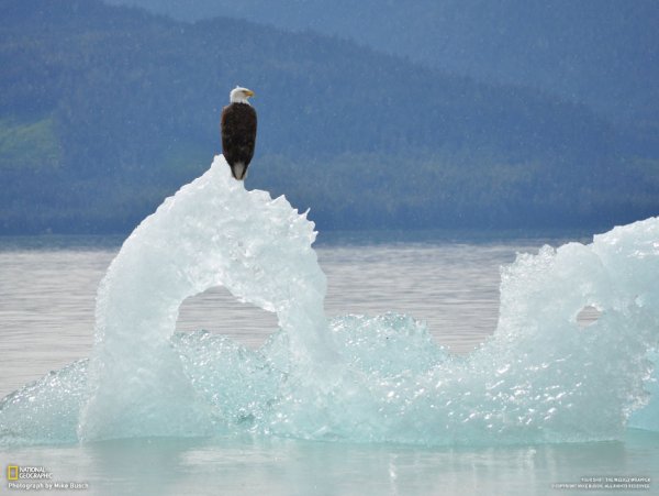 ....из коллекции National Geographic.