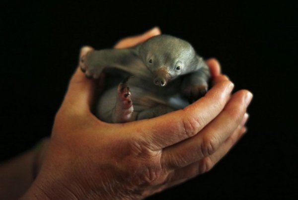 новорожденные животные фото