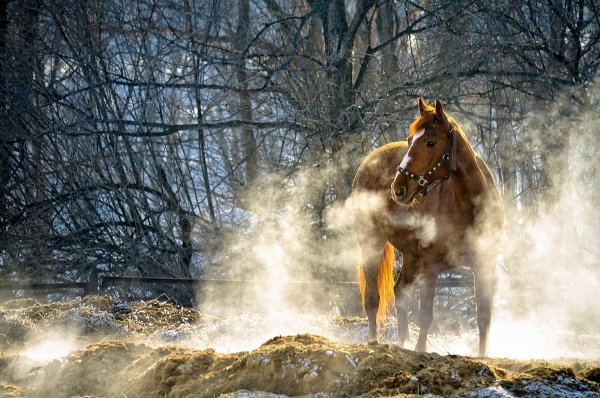 Галина Бондаренко - В загоне (http://fotokto.ru/id75373)