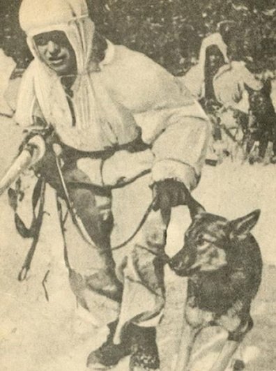Первая в Красной Армии собака-диверсант Дина. (2)