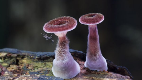 разные виды грибов на фото 13