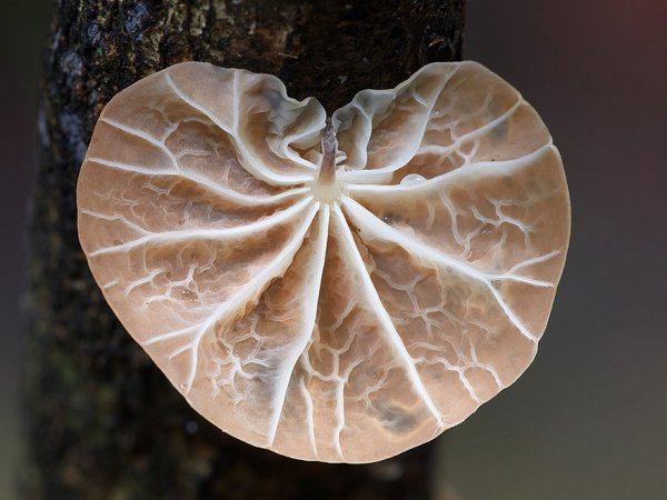 разные виды грибов на фото 21