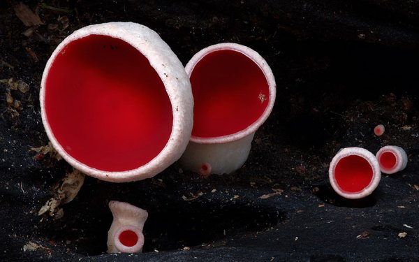 разные виды грибов на фото 6