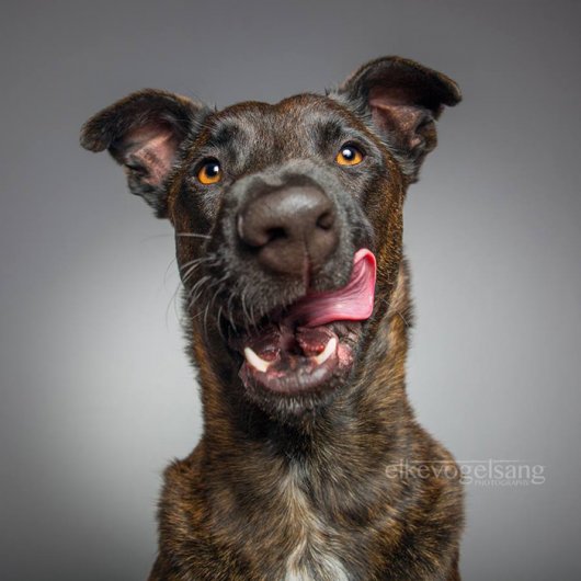 фотографии собак с языком