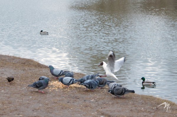Столовая - озерная чайка, голуби, скворец, воробьи, кряквы, серая ворона (прилетит позже)