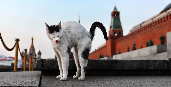 из серии " В час, когда утро встаёт над Москвой". Автор фото: ФотоЛорик .