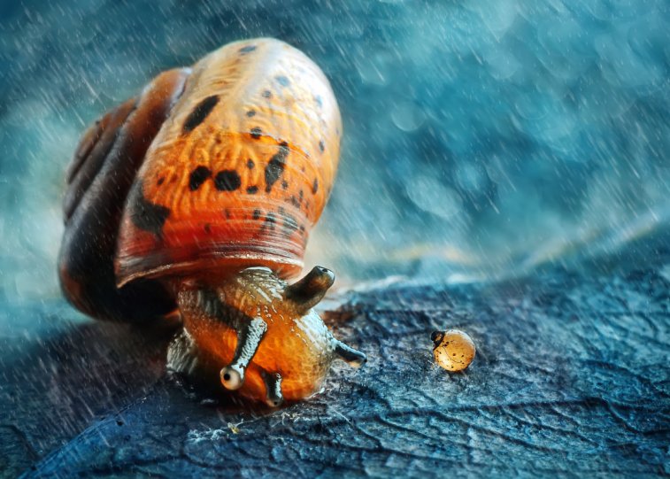 Анна Чернобай – фото насекомых