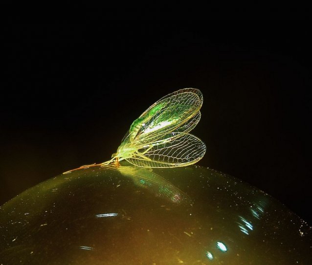 Ольга Минина – фото насекомых