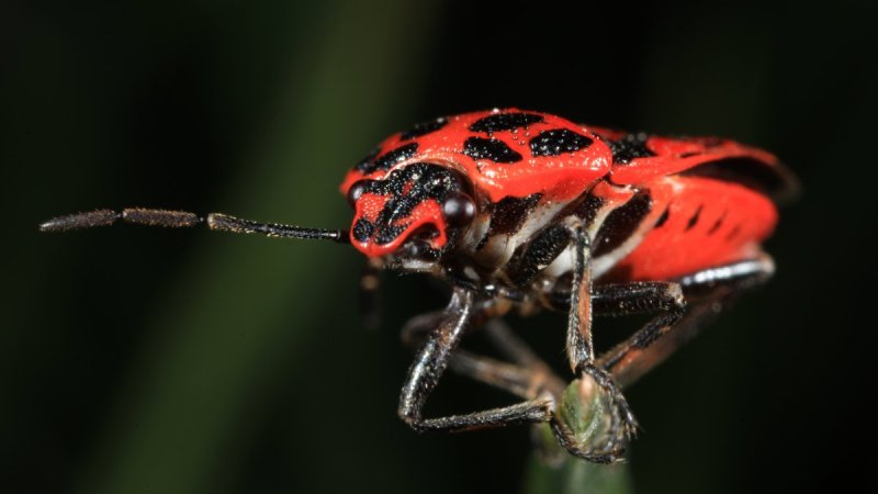 Серик Байбульсинов – фото насекомых