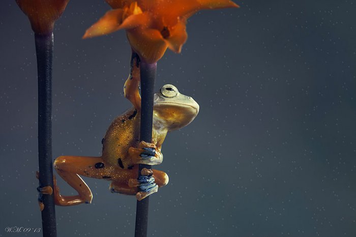 Заманчивый мир лягушек в макрофотографии Уила Мийера - №2