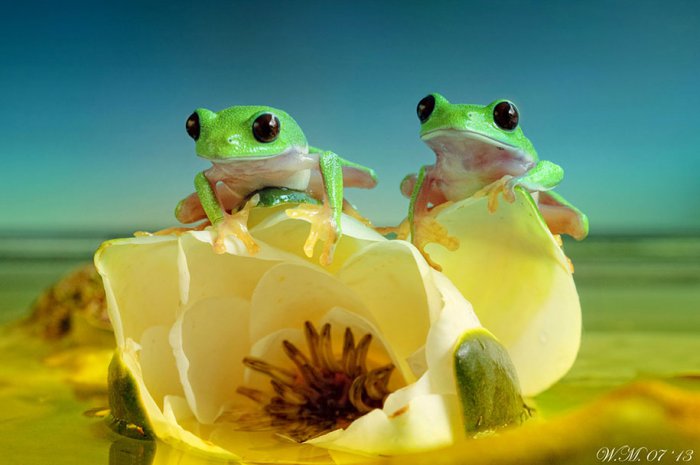 Заманчивый мир лягушек в макрофотографии Уила Мийера - №14